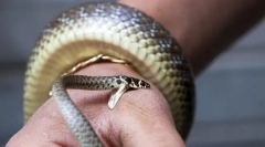 Prva pomoć kada grizu zmija